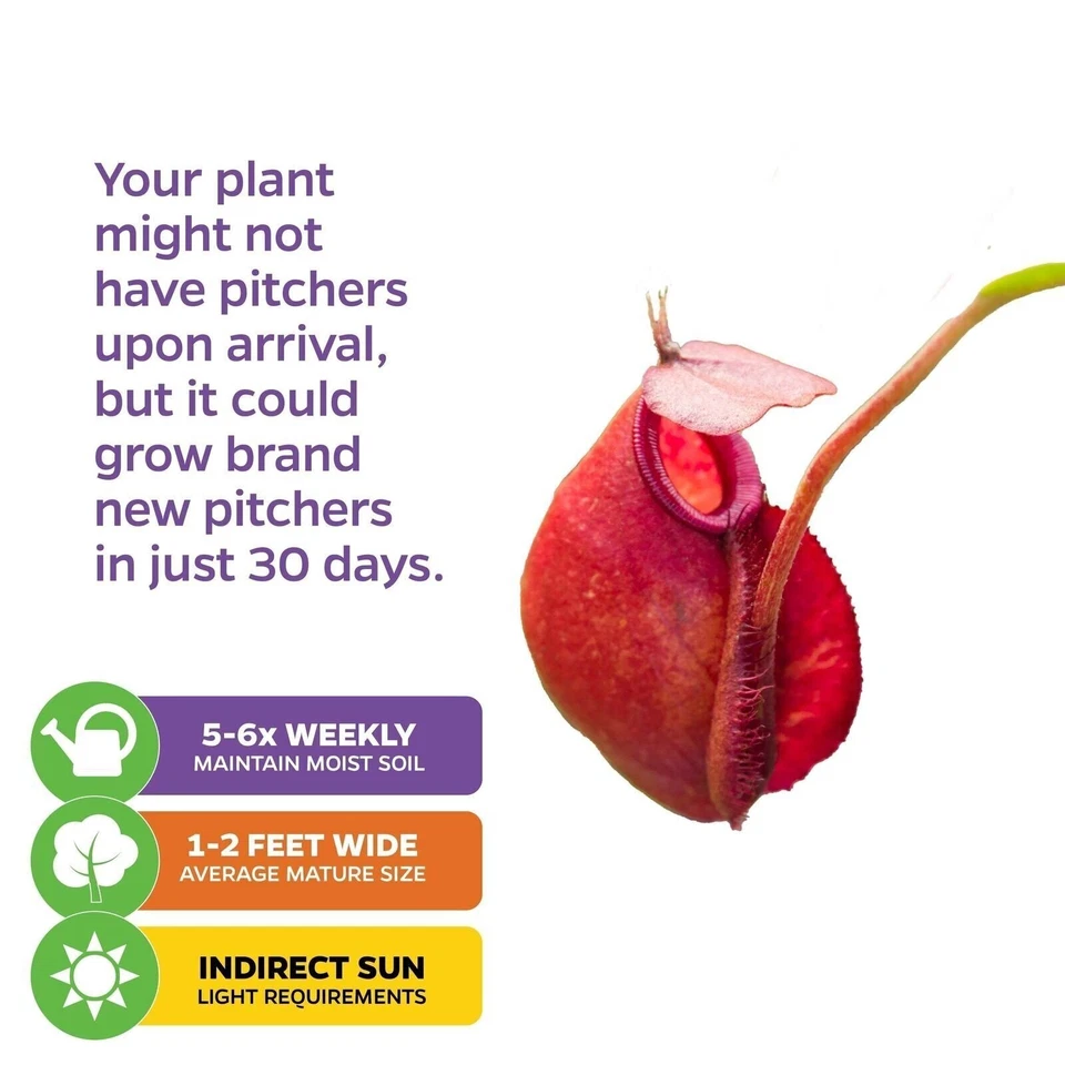 Planta jarra carnívora Lady Luck - Nepenthes ampularia x ventricosa Foto 4 de 4