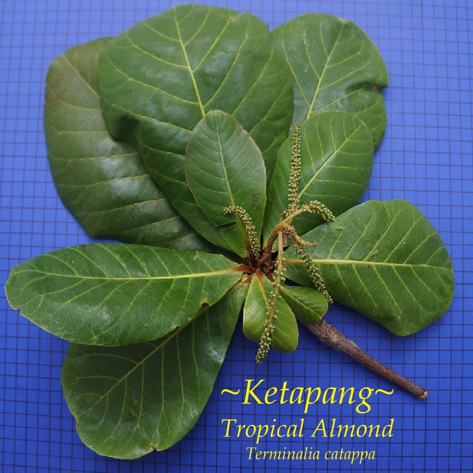 ~SEA ALMOND~ Tree CAY BANG Tropical Terminalia Catappa Live 5 SEEDS for planting - Image 4 of 4