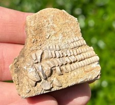 Alabama Fossil Crinoid in Matrix Cymbiocrinus Bangor Limestone Formation