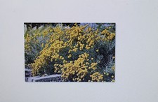 10 Seeds Cypress Herb, Compact, Santolina tomentosa #398