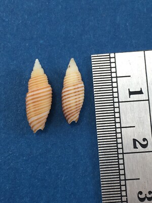 #2 Mitra Subcancilla Filaris Set Of 2 12-14mm On Reef 10-30m Cebu Philippines