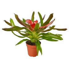 Bromeliad Medusa  Live Plant for Indoor  Outdoor