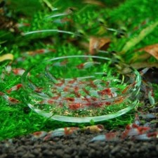 Transparent Aquarium Feeding Glass Circle Fish Tank Shrimp Food Bottom Feeder