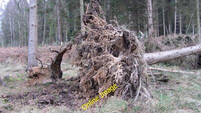 Photo 6x4 Recently fallen tree due to weather Ratlake All the rain we hav c2014