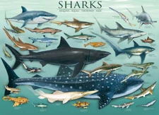 Eurographics Sharks 1000 Piece Jigsaw Puzzle