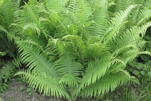 Athyrium Lady Woodland Fern Wildflower Femina Filix Plant Perennial 10 Bare Root