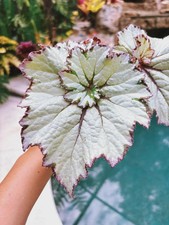 80002718 Begonia Currly bianco rosa foglia begonie Rex semi di begonia 20 semi