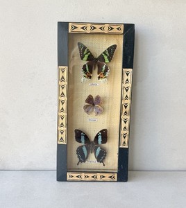 Butterflies Vintage | eBay