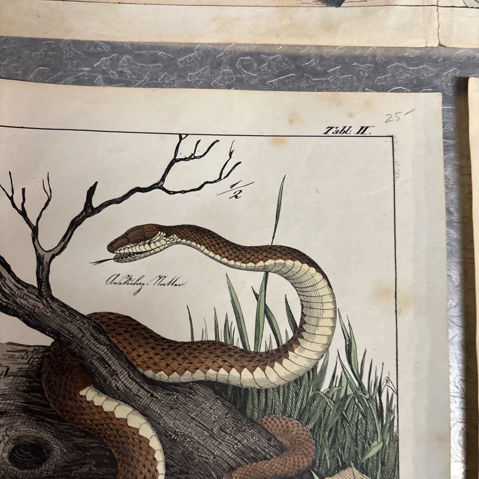 Lote de 6 impresiones de naturaleza coloreadas a mano libro Tearouts Foto 2 de 4