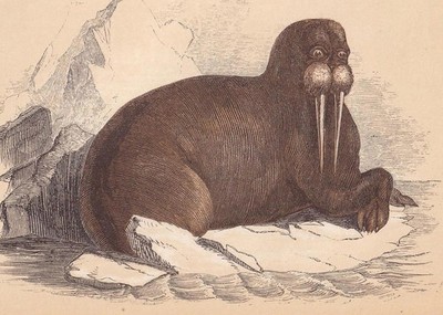 1851 Walrus Druck - antiker Tierdruck - Wandkunst - 6,65 x 4,75 cm