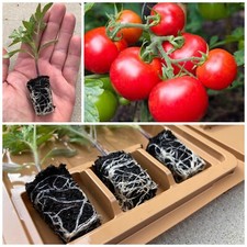 Tomato Vegetable Plug Plants | Moneymaker | Pre-order for April-May Dispatch