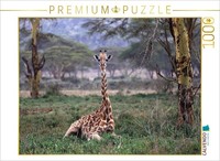 Calvendo Puzzle Giraffen – Mittagsruhe | 1000 Teile Lege-GrößE 64 × 48 Cm Foto-P