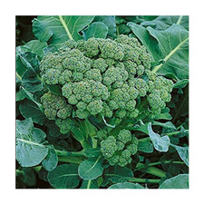 Broccoli Green Sprouting Heirloom Great Vegetable by Seed Kingdom 1 Oz Seeds