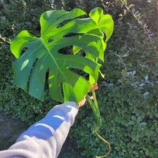Large Monstera Deliciosa Rooted Cutting, Tropical Live Plant, Swiss Cheese Plant