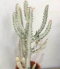 Euphorbia Lactea  White Ghost Dragon Bone Cactus Multi Heads 17-20CM