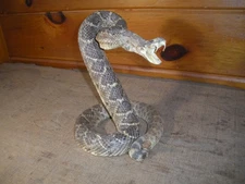 Vintage Real Snake Taxidermy Striking Eastern Diamondback Rattlesnake Mount