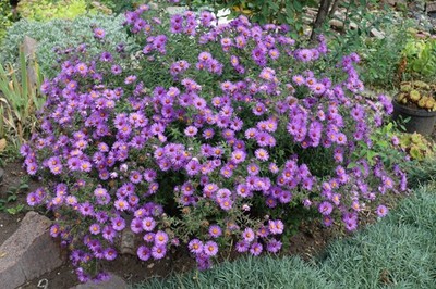 100 Purple NEW ENGLAND ASTER (Michaelmas Daisy) Aster Novae var Angliae Flower S