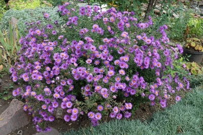 SEEDVILLE USA 100 Purple NEW ENGLAND ASTER (Michaelmas Daisy) Aster Novae var Angliae Flower S