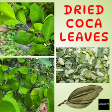 300 Coca Leaves Dried Leaves Organic Tropical Ceylon Free shipping Health