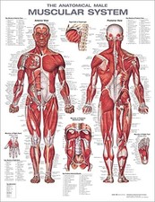 The Muscular System Anatomical Chart Laminated, Company 9781975180225 New..