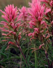 Castilleja sessiliflora | Downy Indian Paintbrush | Paintedcup | 20_Seeds