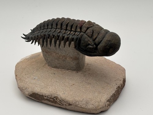 Beautifully Prepared Devonian Crotalocephalus Trilobite Morocco Free shipping US