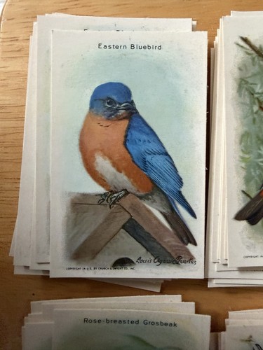 1938 Church & Dwight Useful Birds of America Complete Set 15 Cards 9th Series