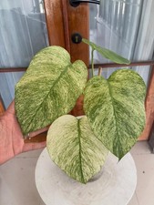 Monstera Devil Monster Variegated Rare Unique Plant