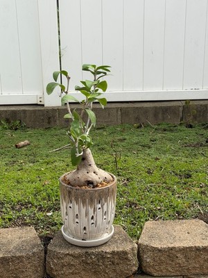 Orchid planter