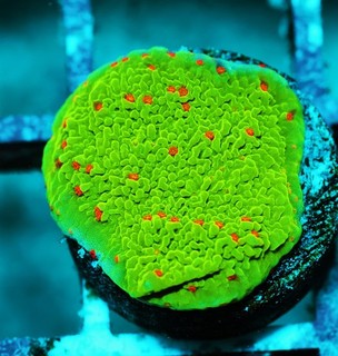 Seasons Greetings Montipora Frag Zoanthids Zoa Paly SPS LPS Corals WYSIWYG