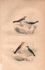 Stampa antica UCCELLI BALLERINA BIANCA PIGLIAMOSCHE Buffon 1853 Antique print