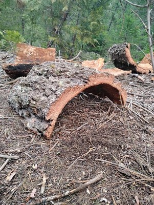 Natural Cork Bark Tree Bark Hide for Reptile Terrarium Décor Habitat Enclosure