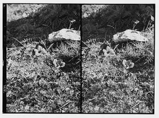 Wild flowers of Palestine,'Lily of the field' (Anemone coronaria L.,Middle East