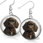 American Water Spaniel Puppy Dog Watercolor Art Print Sterling Silver Earrings