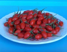 T196 Goji Berry Plant Free Guide Question & Answer FAQ My Knowledge-Don't Buy it