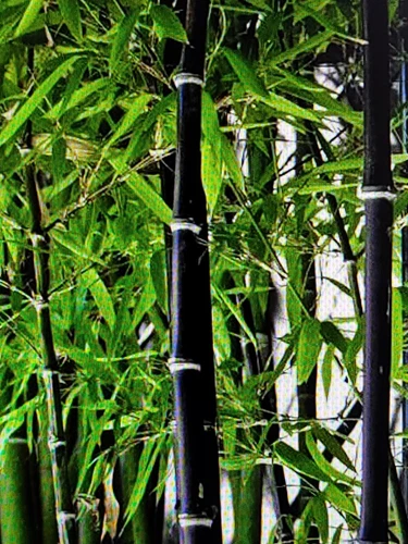 TWO LIVE & FRESHLY DUG Black Bamboo 黑紫竹 Phyl Nigra Rhizomes BEST Landscape PLANT