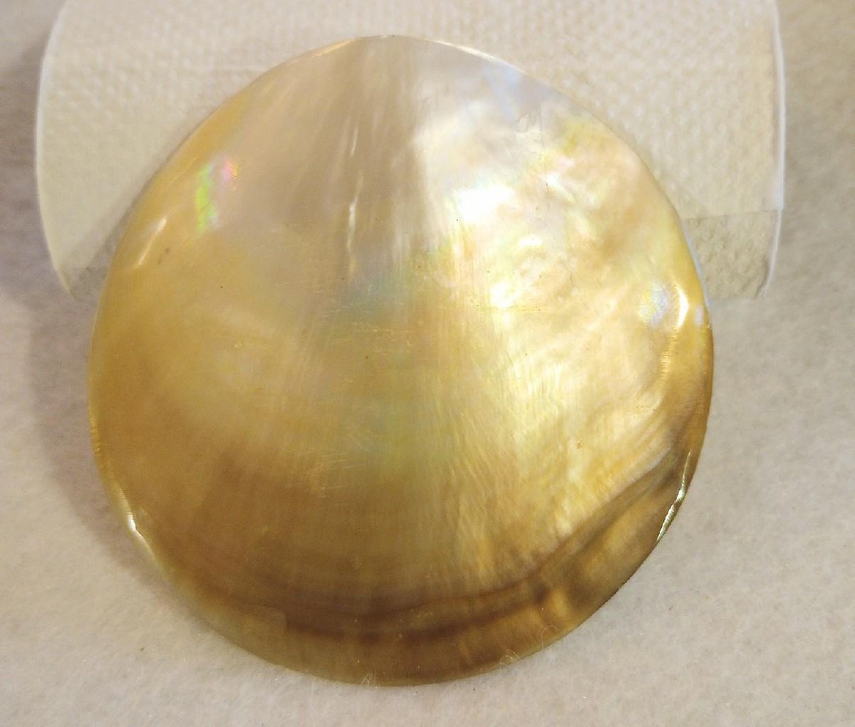 Mother of Pearl Shell Vintage Belt Buckle HUGE 3
