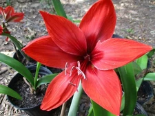 1  small Amaryllis off set bulb from Emily Faith Hippeastrum Plant  4-8 cm circ.
