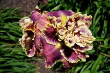 FLASH OF MISCHIEF     Daylilies 1 fans Return and multiply yearly World's Finest