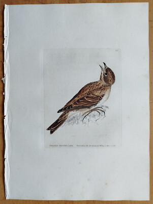 Greater Crested Lark - Lewin Original Colored Print Folio -  1795