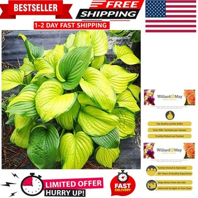 Deer Resistant Stained Glass Hosta - Blooms Summer to Frost, Attracts Wildlife