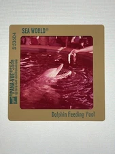 Vintage 1973 SEA WORLD Pana Vue 35mm Slide - DOLPHIN FEEDING POOL