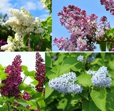 Stecklinge Sommerflieder Set winterharte Pflanzen Blumen für den Garten Deko Mix
