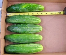 50+Straight 8" Pickles CUCUMBER Seeds Organic Vegetable Garden Patio Container