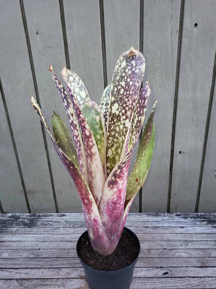 Billbergia 'Tinkerbell' ビルベルギア・ティンカー | ビルベルギア