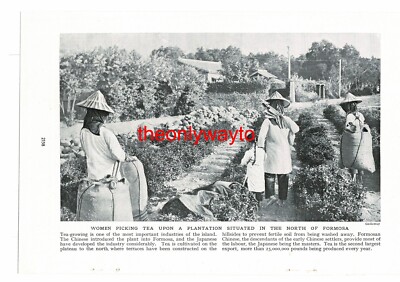 Frauen pflücken Tee, nördliche Formosa (Taiwan), Buchillustration (Druck), um 1920