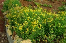 Arnica (Arnica Chamissionis) Seeds