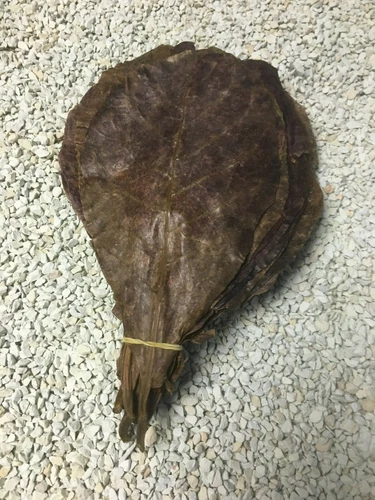 ShipFree 200 Gram for dark water INDIAN ALMOND CATAPPA LEAVES with much tannins