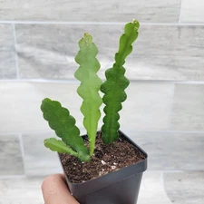 Fishbone Cactus ,Epiphyllum Anguliger Ric Rac Cactus ,Zig Zag Cactus in 3" pot