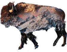 Bison in Grand Teton National Park Sticker or...